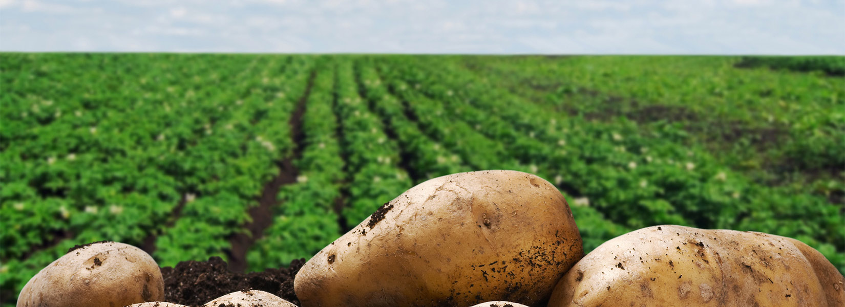 Ernte von unseren gutschmeckenden Kartoffeln