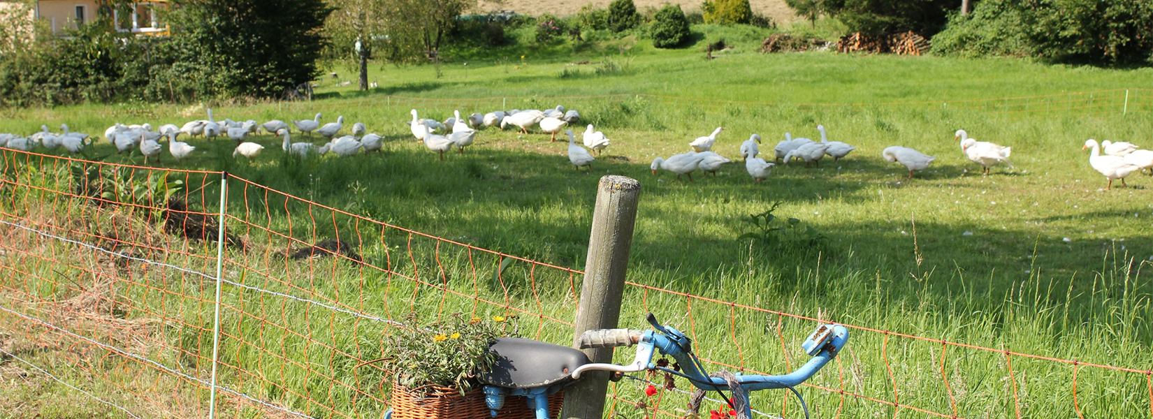 Unsere freilaufende Gänse